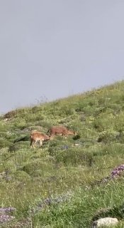 Горные козлы на склонах горы Хуступ в Чаренцаване, фото Никола Пашиняна