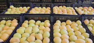 Армянские абрикосы в коробках, экспорт из Чаренцавана в Польшу